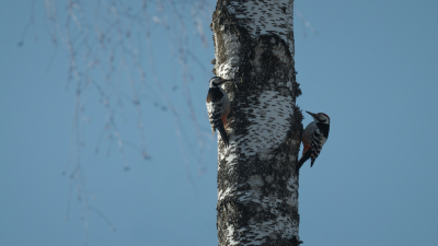 All Birds Sing Beautifully"