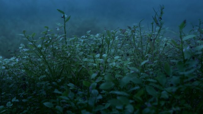 Īsfilma “Melleņu gari” iekļauta jau 25 starptautiskos festivālos