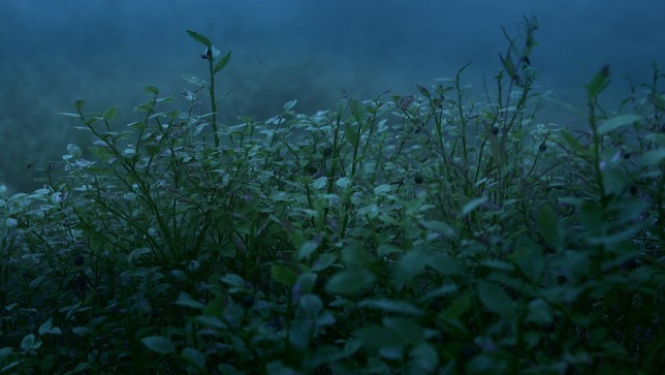 Latvijas īsfilma “Melleņu gari” festivāla “Hot Docs” konkursā