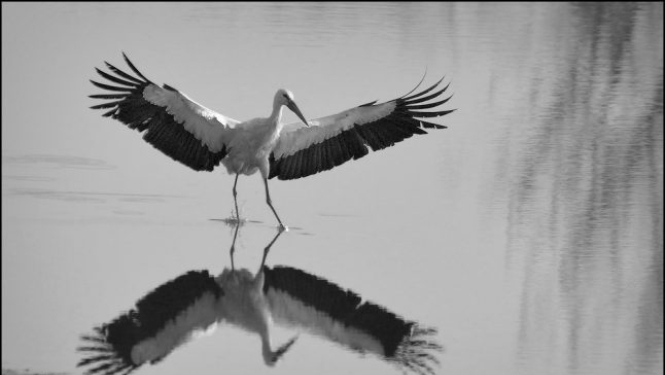 Ukrainas kino dienas Rīgā