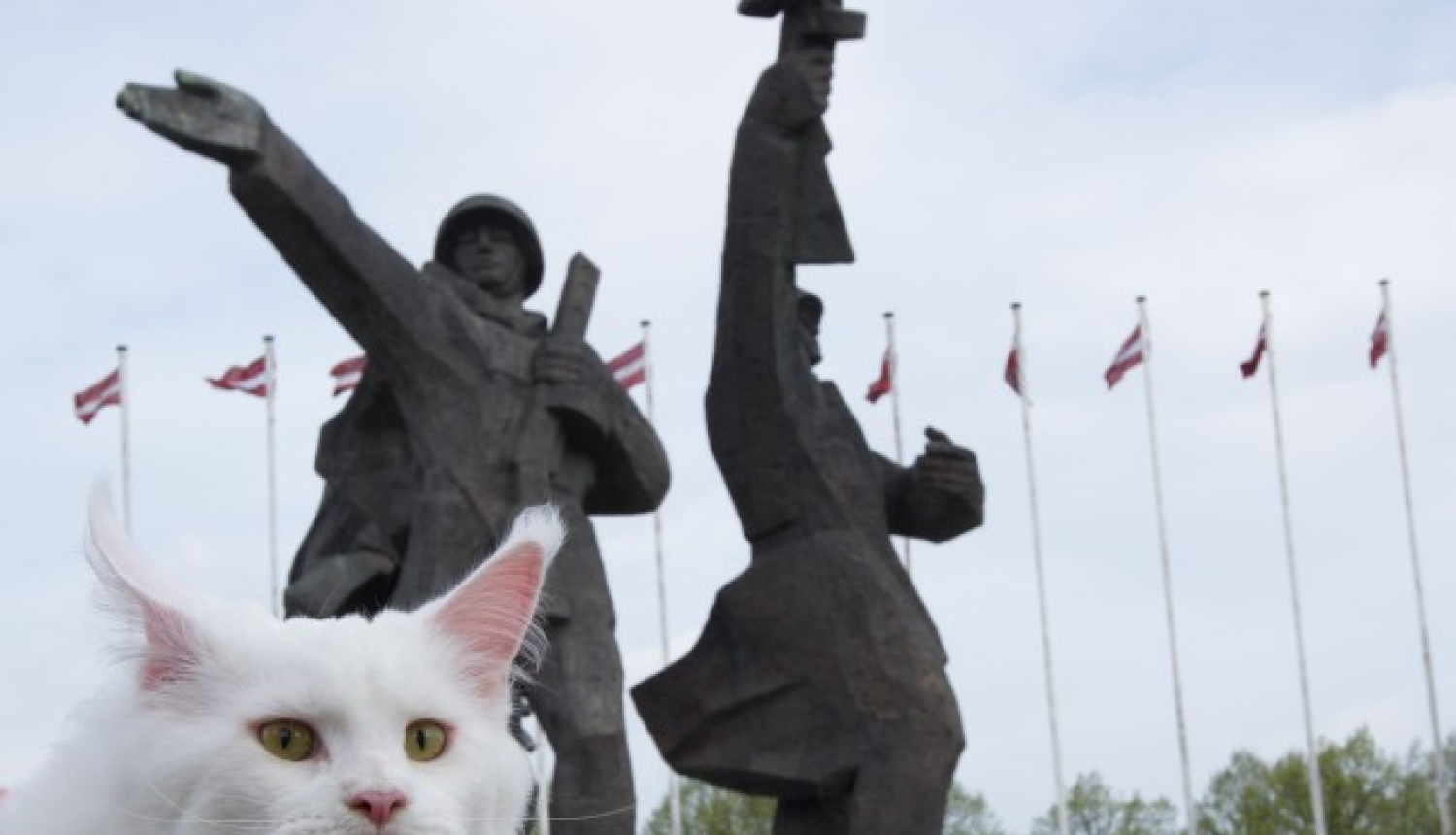 Filmu par Rīgas kaķiem izrādīs festivālā Amsterdamā