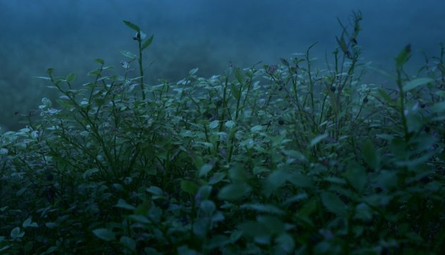 Īsfilma “Melleņu gari” iekļauta jau 25 starptautiskos festivālos