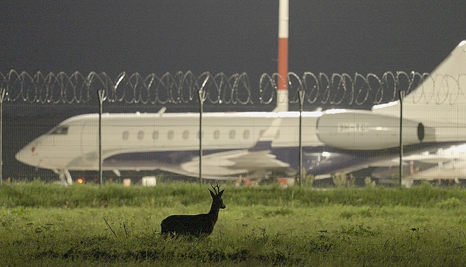 lidmašīna un stirna