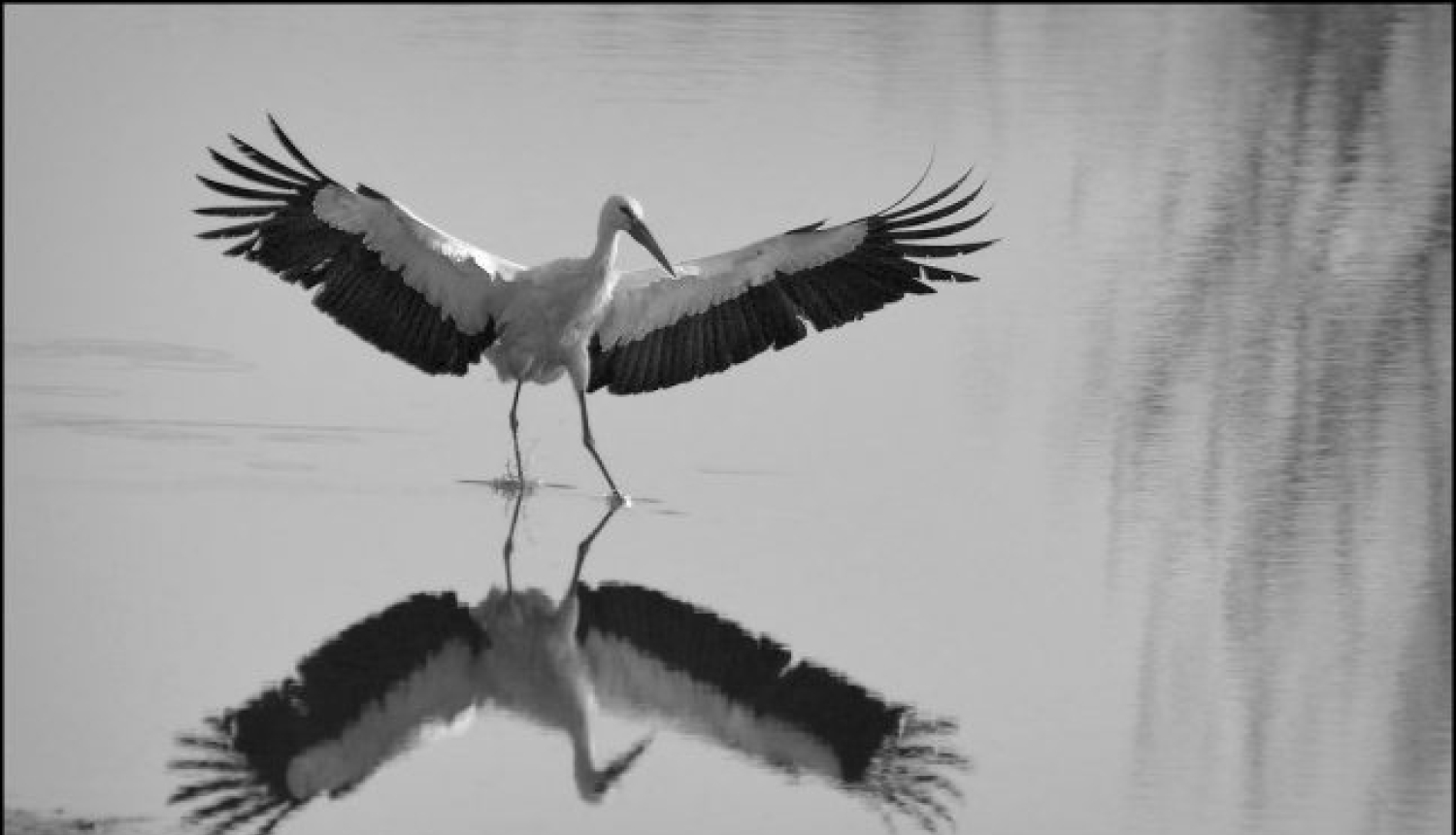 Ukrainas kino dienas Rīgā